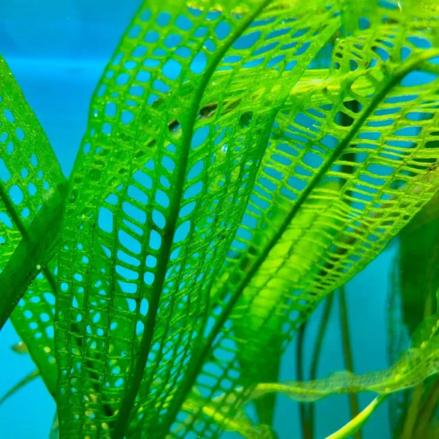 Aponogeton Rare Madagascariensis LIVE Tropical Aquarium Plant Lace Leaf