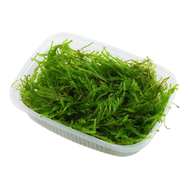 Vesicularia ferriei 'Weeping' - Portion Aquarium Pflanze Moos Tropica 003B