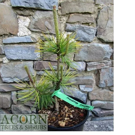 Pinus contorta frisian gold 32cm BANK HOLIDAY OFFER ends MONDAY