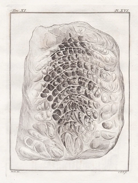 DROMEDARY DROMADAIRE ANATOMY Anatomie Engraving Gravure Sur Cuivre dromedary-dromadaire-anatomy-anatomie-engraving-gravure-sur-cuivre