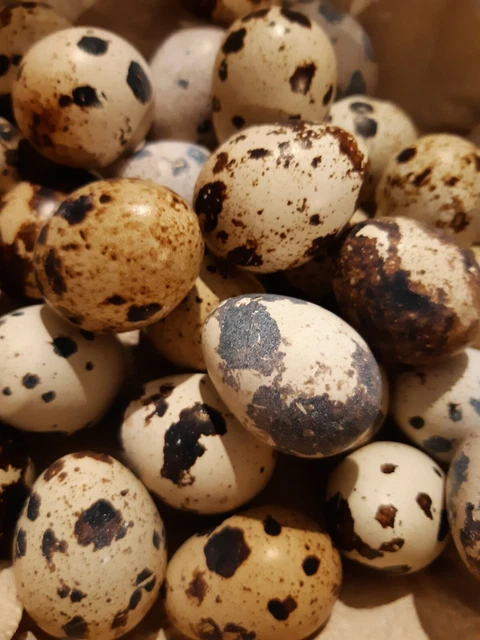 Uova fertili e feconde di pollo Italianer lavanda
