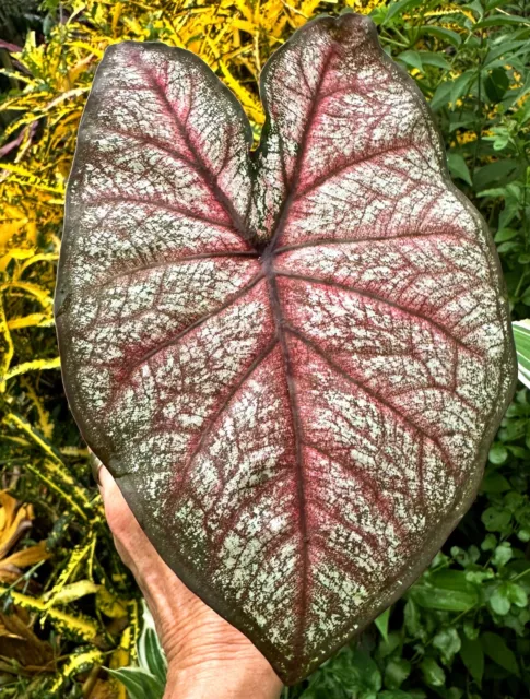 Caladium Tropical Indoor Outdoor Plant #5 Vibrant Colours | Colly Dolly EXPRESS