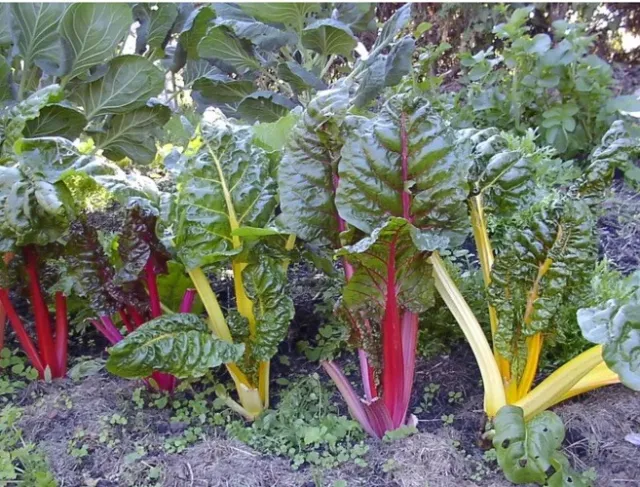 8x SWISS CHARD RAINBOW MIX Plug Plants Preorder Del 20th Feb Onwards FREE P&P