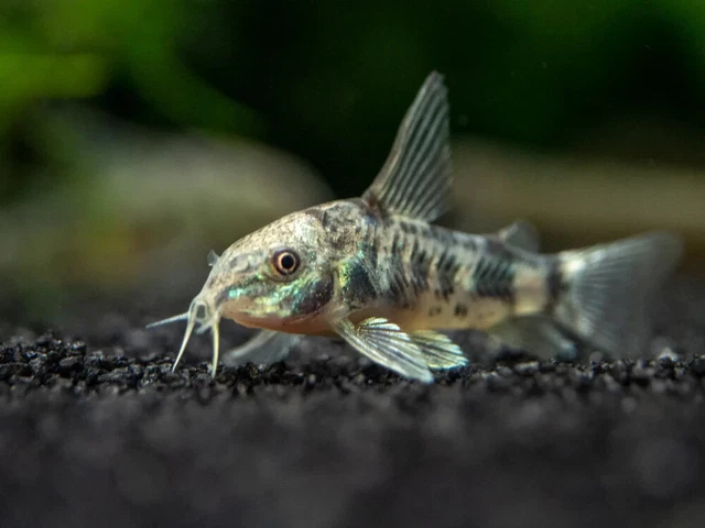 Peppered Cory Cat (Corydoras paleatus) - Live Freshwater Fish Catfish