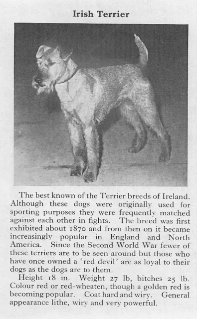 Irish Terrier - 1970 Vintage Dog Art Photo Print - Matted GIFT