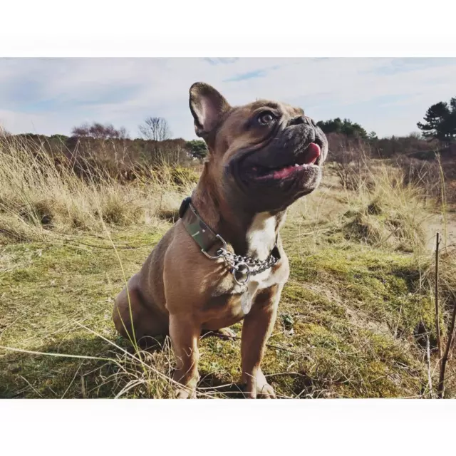 Onie Canino Medio Cuadro Perro Entrenamiento Obediencia Martingala Collar