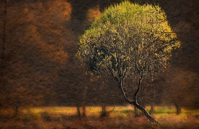 Mural de pared fotográfico - árbol en campo - (7760) - no tejido - fondo de pantalla - tronco de hoja natural XXL