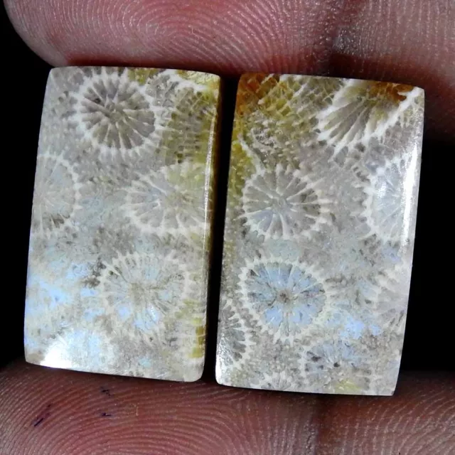 100% Natural Fossil Coral Fancy Pair Cabochon Rare Gemstone 32.40 Ct 22x13x4 mm