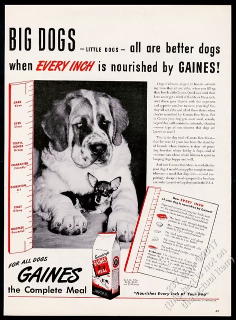 1945 St Saint Bernard photo with Chihuahua Gaines Dog Meal food vintage print ad