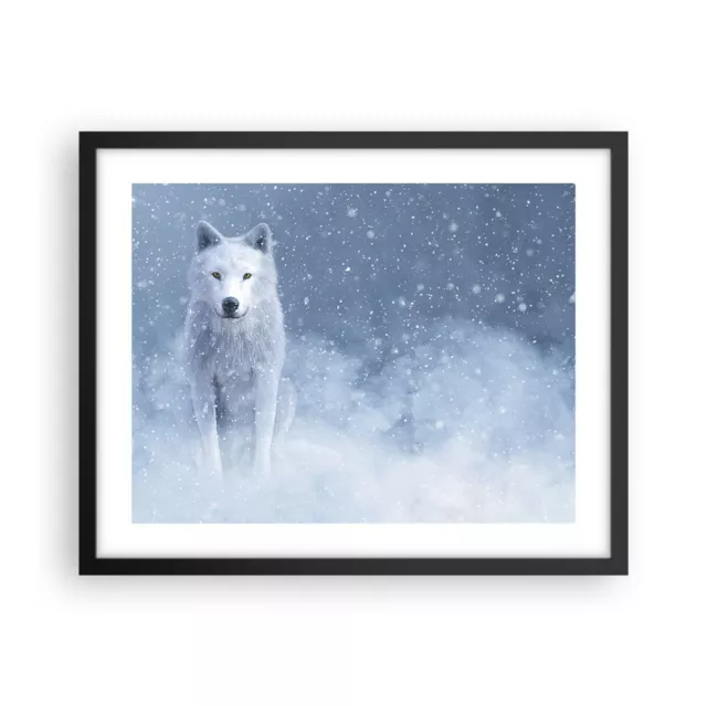 Cuadro Poster de Pared 50x40cm P�ster Marco Blanco lobo nieve Wall Art Prints