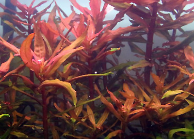 Ammania Gracilis Potted Freshwater Live Aquarium Tropical Plant Decorations Tank 2