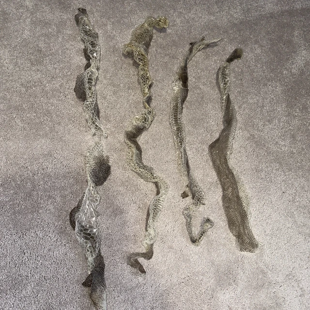 PYTHON SHED SKIN Snake Skin’s Taxidermy Witchcraft Educational £19.99 ...