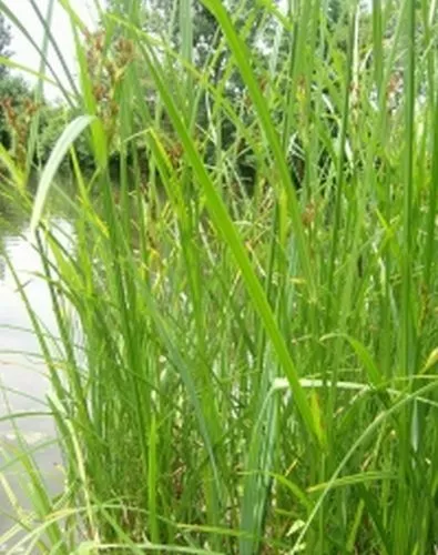 Zyperngras, Cyperus longus Teichpflanzen Teichpflanze Sumpfpflanze