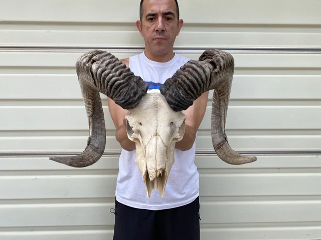 Exotic Sheep Ram Big Horn Skull Taxidermy European Mount Cabin Rustic Decor Exotic Sheep Ram Big Horn Skull Taxidermy European Mount Cabin Rustic Decor