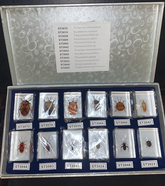 12 BUG INSECT Specimen Box Set in 12 Small Clear Resin Block Education