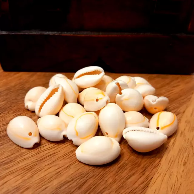25 Kauri Muscheln Kauri Schnecke naturbelassen, gebohrt, weiß
