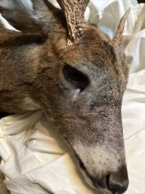 Taxidermy Sika Deer Head 5 Point Buck Shoulder Mount