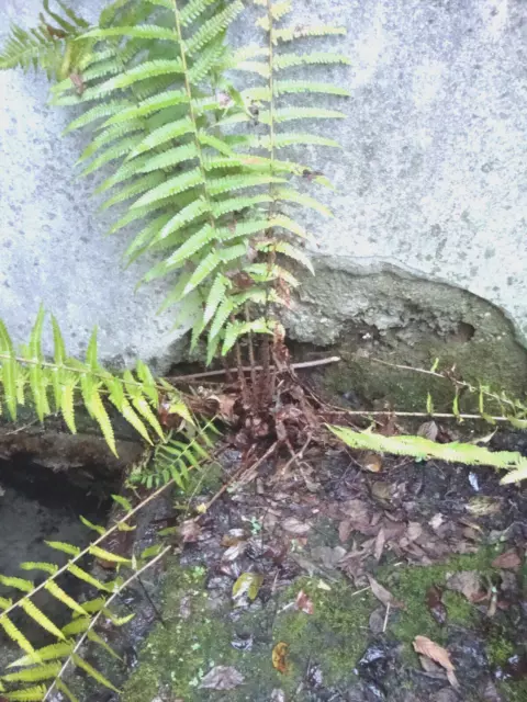 1 Pflanze Echter Wurmfarn (Dryopteris filix-mas), komplettes Rhyzom ohne Wedel