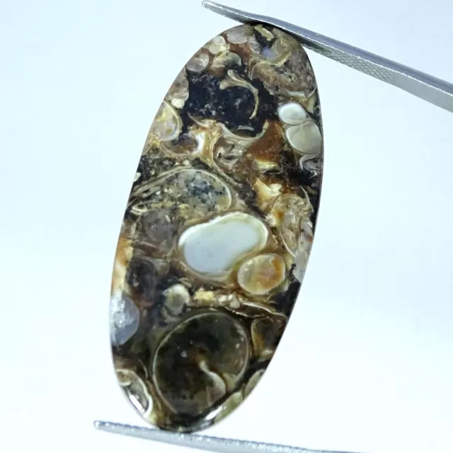 Natural Tutela Fossil Gemstone 29.70 Cts Loose Oval Cabochon 18X41X5MM