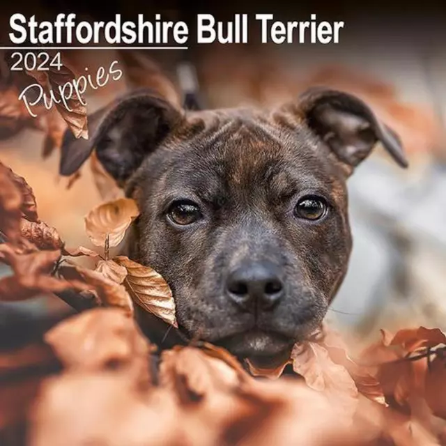 Staffordshire Bull Terrier Puppies Calendar 2024 Square Dog Puppy Breed Wall Cal