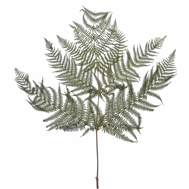 Helecho salobre - 10 piezas/cintura - conservado - L60 cm, B40 cm - verde