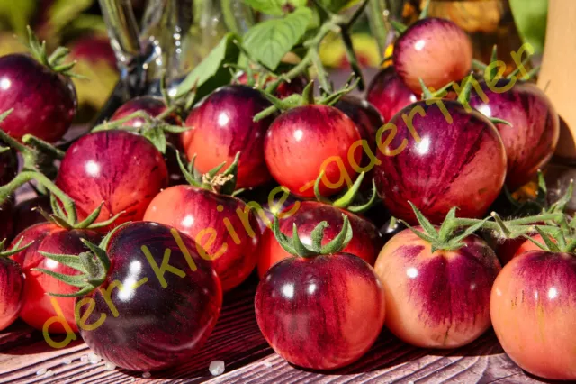 Tomate Painted Pink Marmorierte Cocktail-Tomaten Reichtragend Saftig 10 Samen