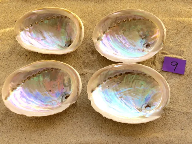 Abalone Shells Natural MOTHER OF PEARL  4pcs @ 11cm Green Lip South Australian 9