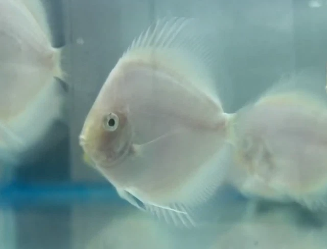Discus Snow White 4" Live Fish Tropical Fresh Water Aquarium Tank