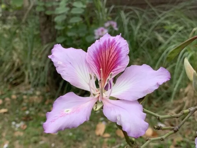 Variegated Orchid Tree