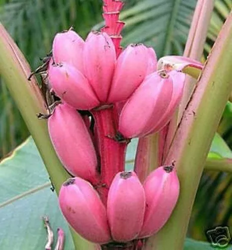 SAMEN winterharte Zimmer Pflanzen exotische Zierpflanze ganzjährig ROSA Banane