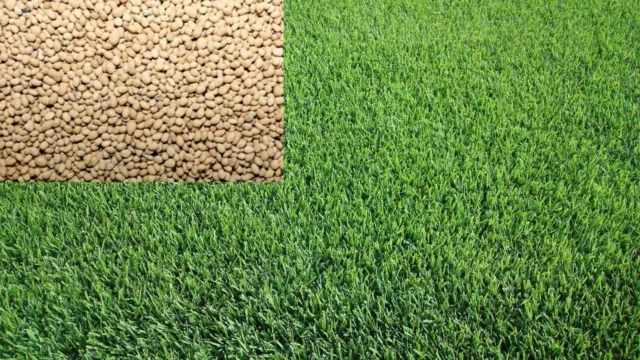 Kikuyu Lawn Seed Drought Tolerant Pure Whittet Kikuyu Turf Grass Seed 500gr-10kg