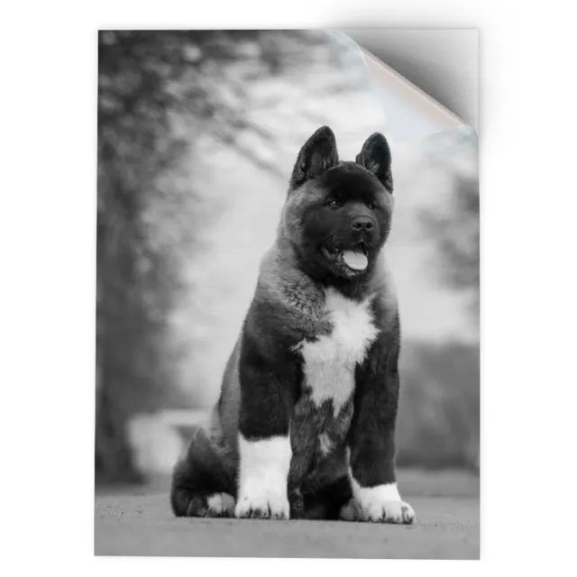 1 x Vinyl Sticker A3 - BW - Large American Akita Puppy Dog  #36628
