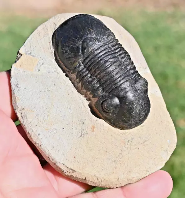 Trilobite Fossil, Paralejurus  hamlagdadicus, from Morocco   #3