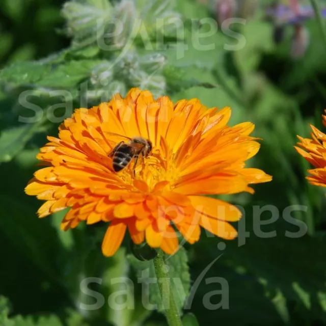 Einjährige Blume, RINGELBLUME orange, Demeter BIO-Saatgut,  2,5g