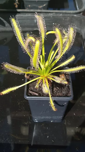 Drosera Capensis Alba Seeds - 50 Fresh Hatvested 2023 (carnivorous plants)