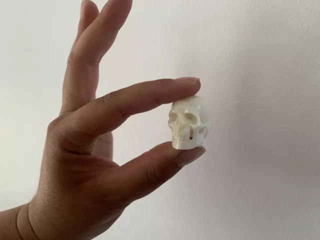 Oddities / Skull Human Carved Bone Buffalo