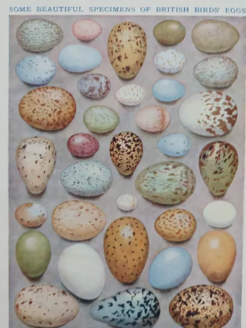 Genuine Vintage 1930s Egg Collecting Book Art Print Picture Birds Eggs Oology 3