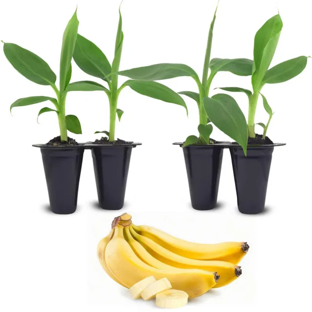 Banana Trees Live Plants 4 Pack | Fruit Bearing Starter Plants