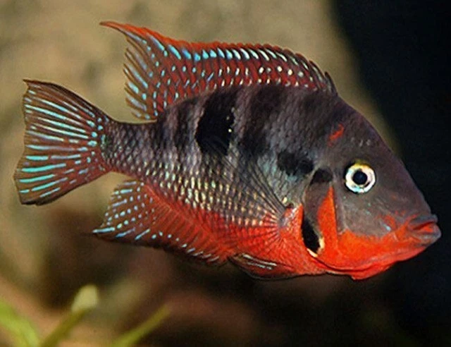 Firemouth Cichlid (Thorichthys meeki) - Live Freshwater Fish
