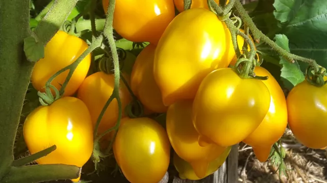 10 graines de tomate Jardin D'agrumes (Tsitrusovy Sad) tomato seeds méth.bio 2