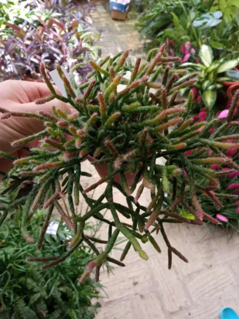 Rhipsalis burchelli Cactus colgante 10 cms aprox Planta joven Suculenta