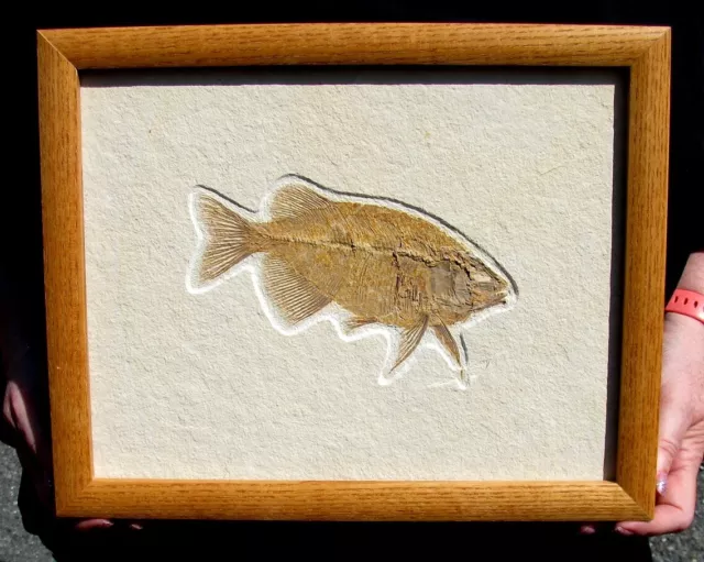 Extinctions- Beautiful Framed Carniverous Phareodus Fossil Fish W/ Great Teeth! 2