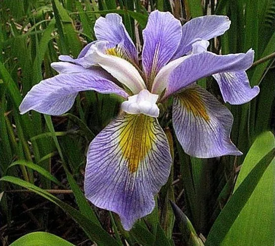 Water Plants- Iris virginica  'Janet Our Friend''