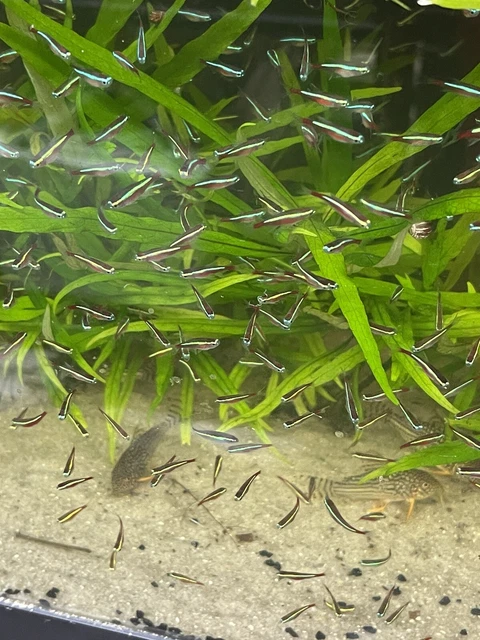 10 Beautiful Cardinal Tetra