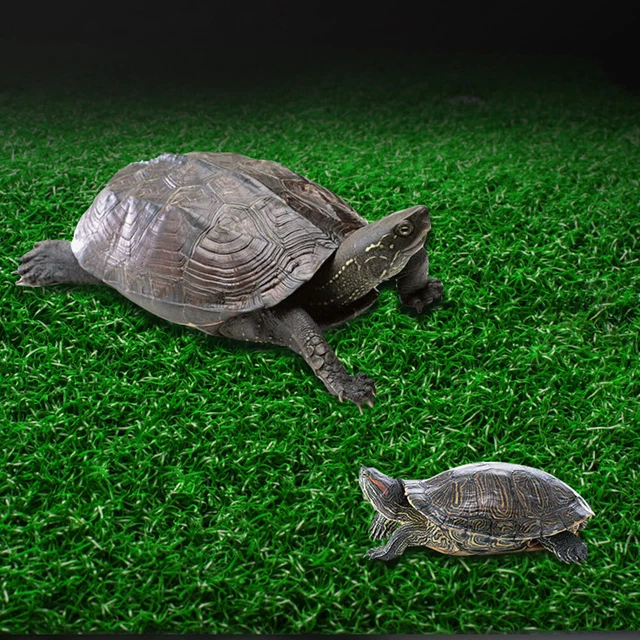 Isola Galleggiante Per Tartarughe Tnfeeon - Piattaforma Basking In Resina, Con Magneti, Per Acquario, Misura S