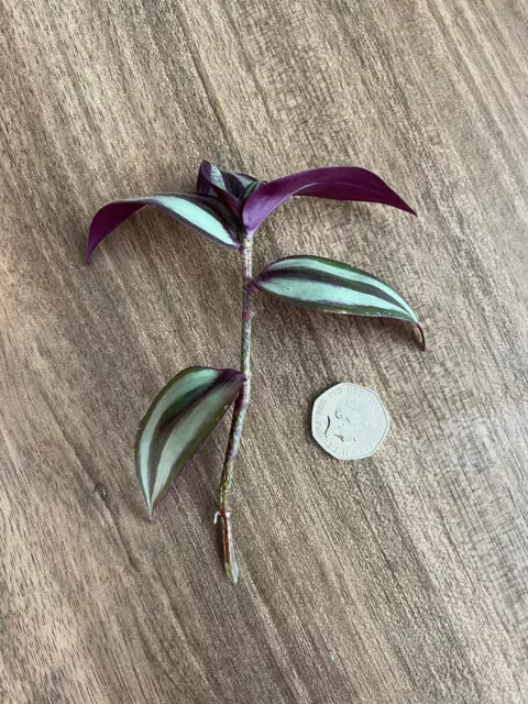 Tradescantia - Wandering Jew - rooted cutting - purple trailing house plant