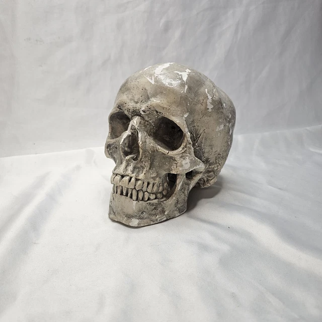 thumbnail image 2 of Life Size 1:1 Human Skull Model - Teaching Skeleton - Halloween Decoration 2 of 6