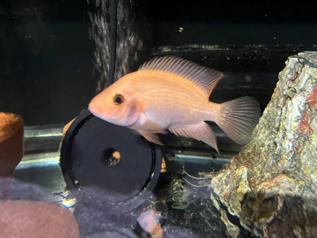 Live Red Devil Cichlid (5" Large Freshwater Aquarium Fish)