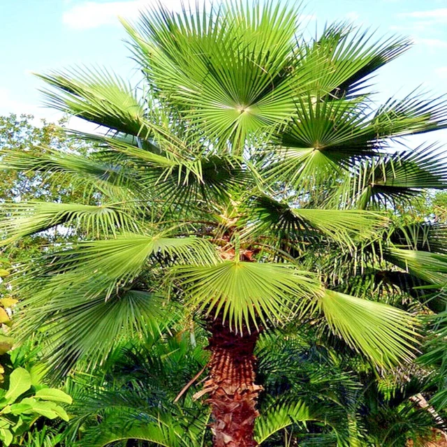 10 MEXICAN FAN Palm Tree Seeds (Washingtonia robusta) Tropical Cold