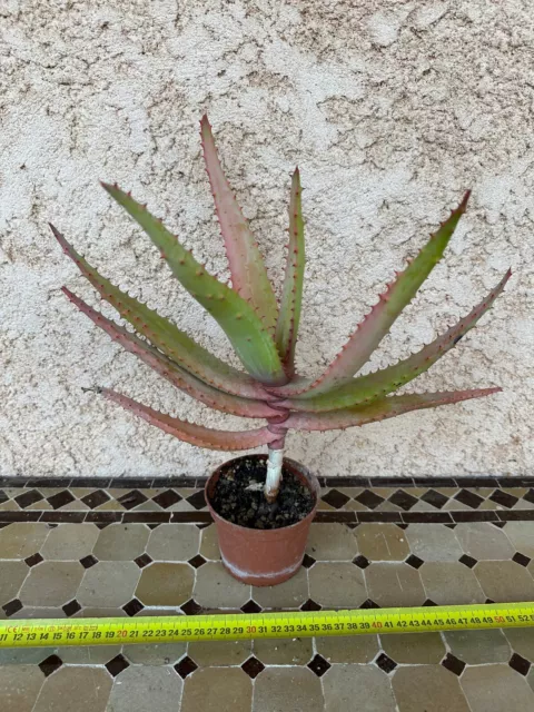 Aloe Marlothii x Rupestris